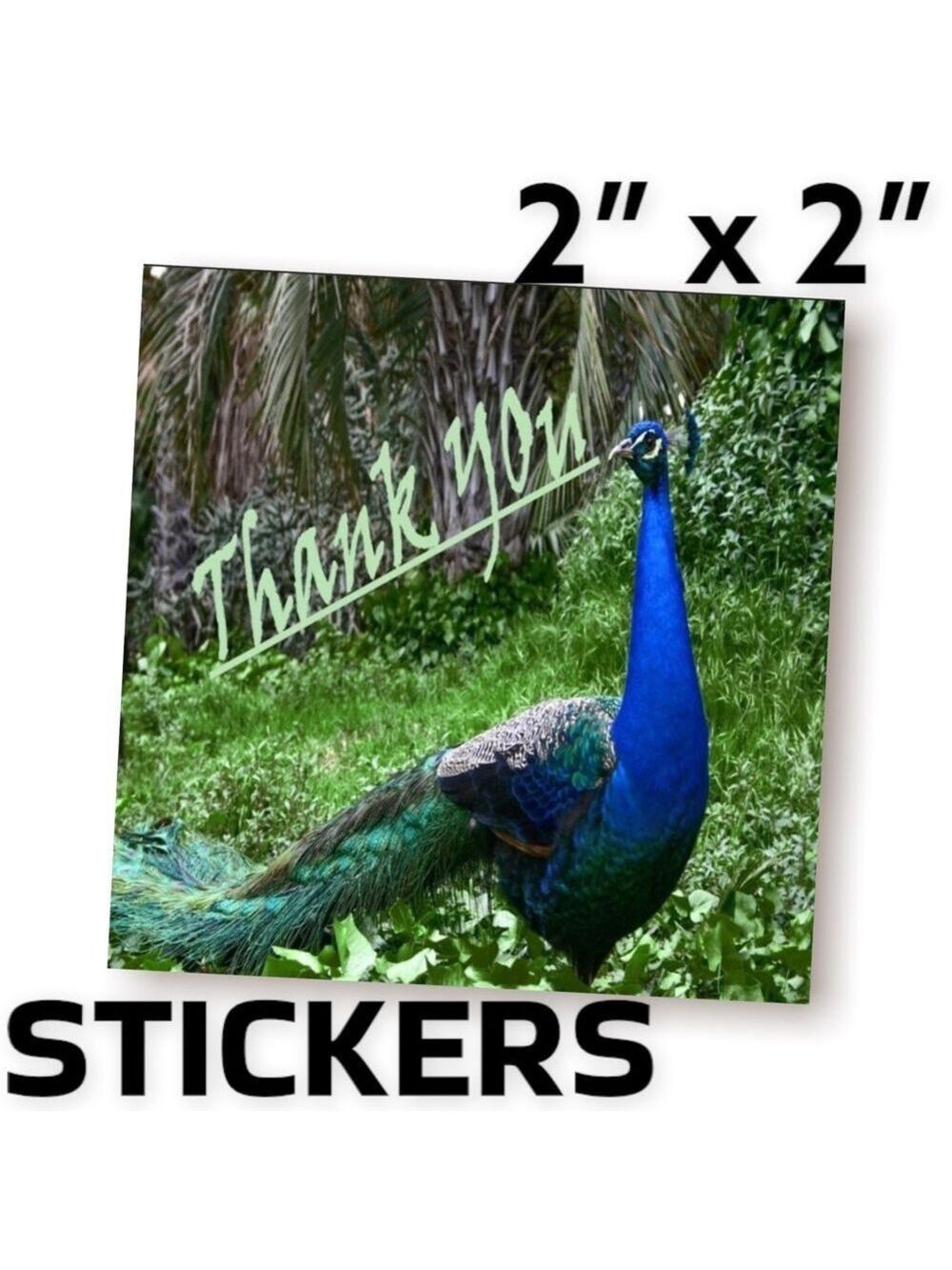 200 (2x2 Inch) Peacock, Square Stickers, High Gloss, Thank You, PRICE IS FIRM